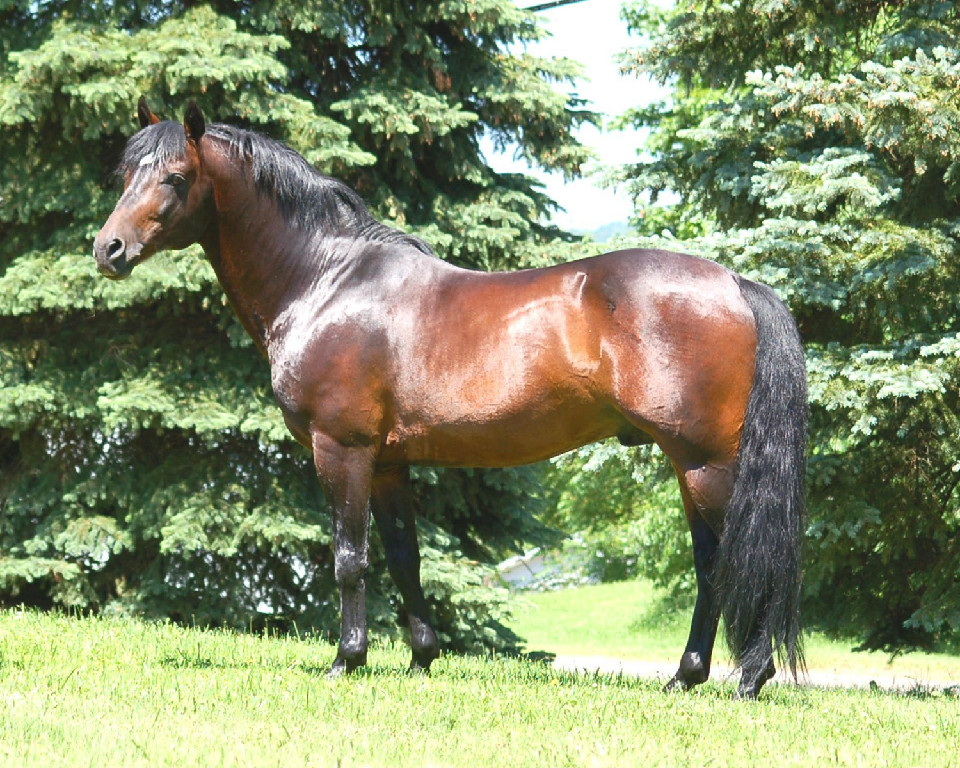 Greystone's Adirondack A'Herne, Connemara Stallion